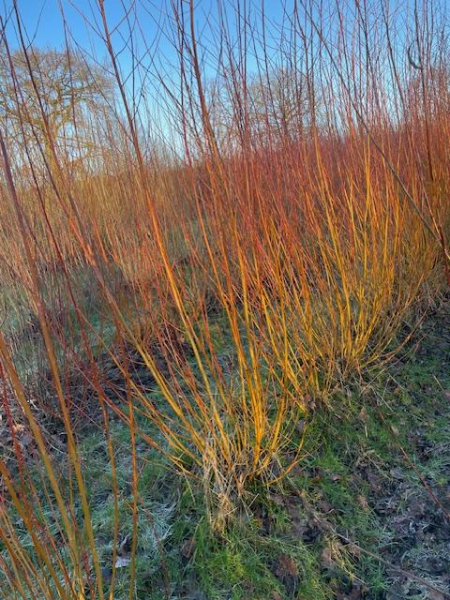 Weissweide "Chermesina"(Salix alba "Chermesina) 1jährige Ruten