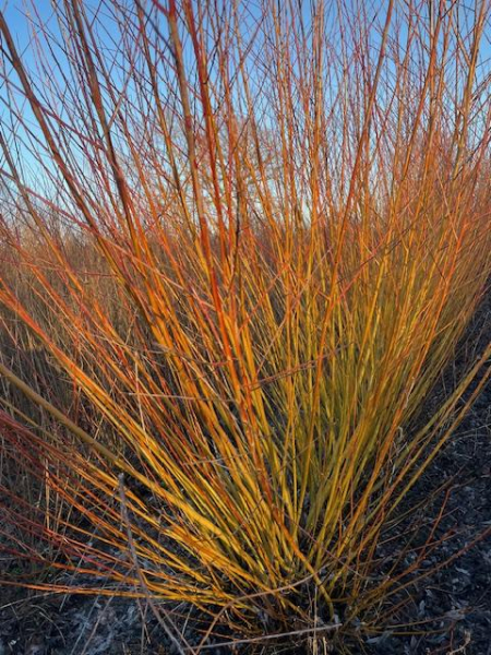 Rotholzweide Chermesina, (Salix alba Chermesina) wurzelnackt 50-80