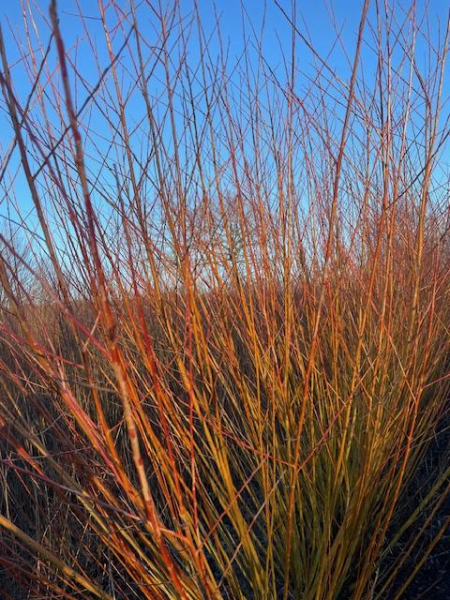 Rotholzweide Chermesina, (Salix alba Chermesina) wurzelnackt 50-80