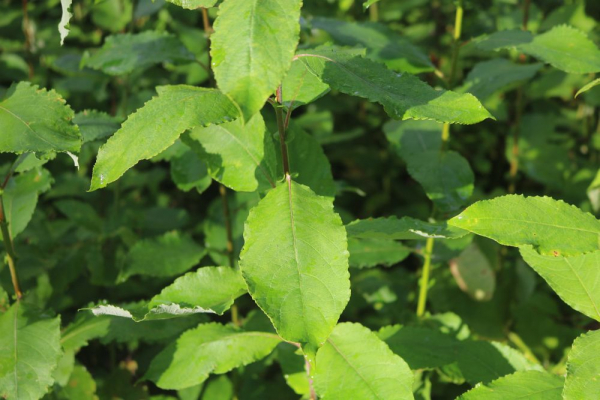 Salweide (Salix caprea) Liefergröße: 50-80 cm