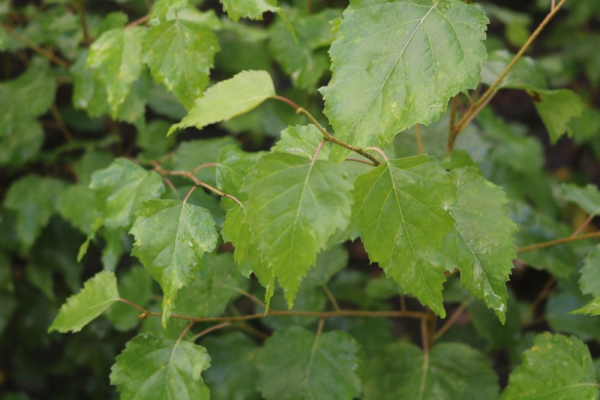 Sandbirke (Betula pendula) Liefergröße: 80-120 cm