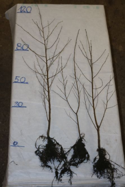 Sandbirke (Betula pendula) Liefergröße: 80-120 cm