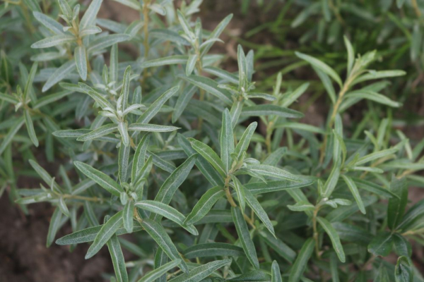 Sanddorn (Hippophae rhamnoides) Liefergröße: 30-50 cm