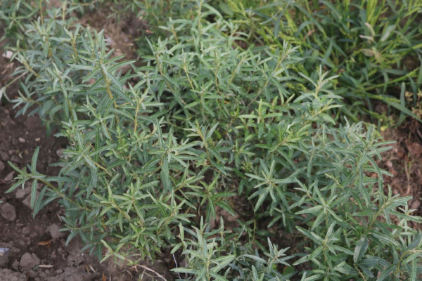 Sanddorn (Hippophae rhamnoides) Liefergröße: 30-50 cm