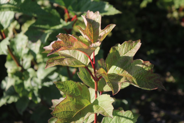 Gewöhnlicher Schneeball (Viburnum opulus) Liefergröße: 80-120 cm