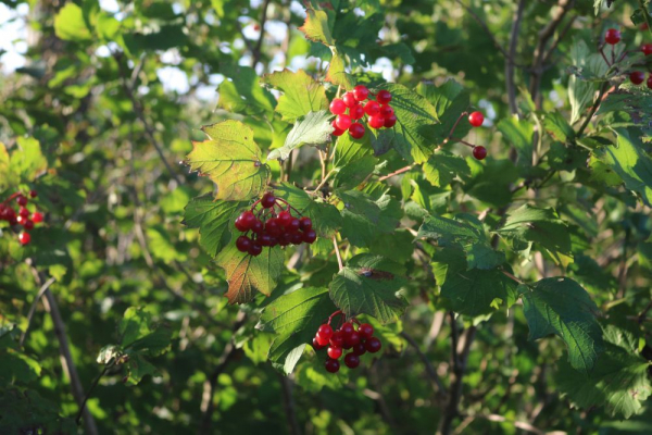 Gewöhnlicher Schneeball (Viburnum opulus) Liefergröße: 80-120 cm