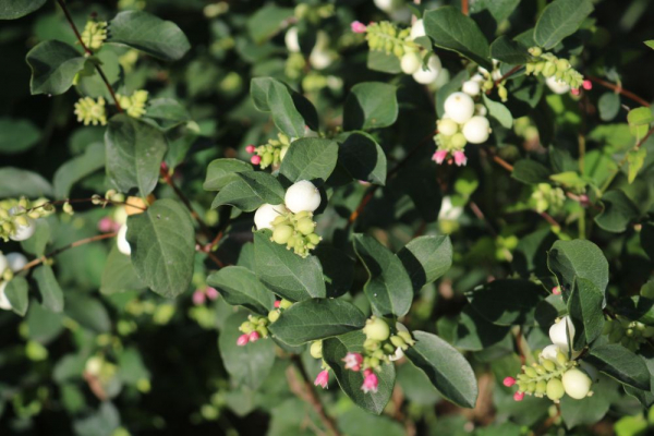 Schneebeere (Symphoricarpos albus var. laevigatus) Liefergröße: 50-80 cm