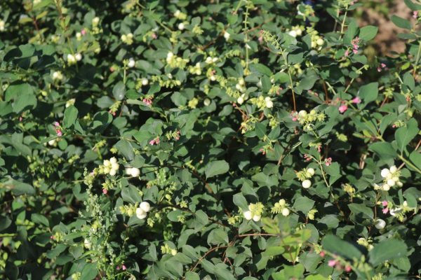 Schneebeere (Symphoricarpos albus var. laevigatus) Liefergröße: 50-80 cm