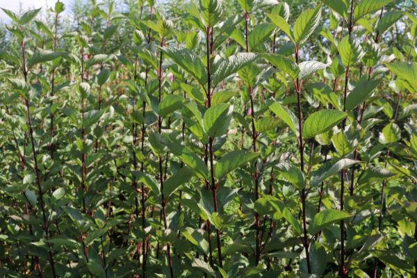 Schwarzer Hartriegel (Cornus alba Kesselringii) Liefergröße: 50-80 cm