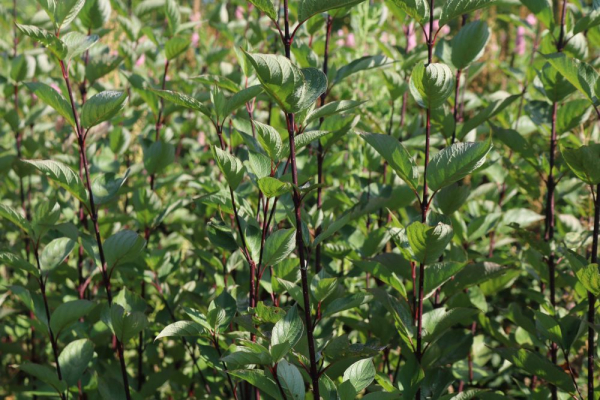 Schwarzer Hartriegel (Cornus alba Kesselringii) Liefergröße: 50-80 cm