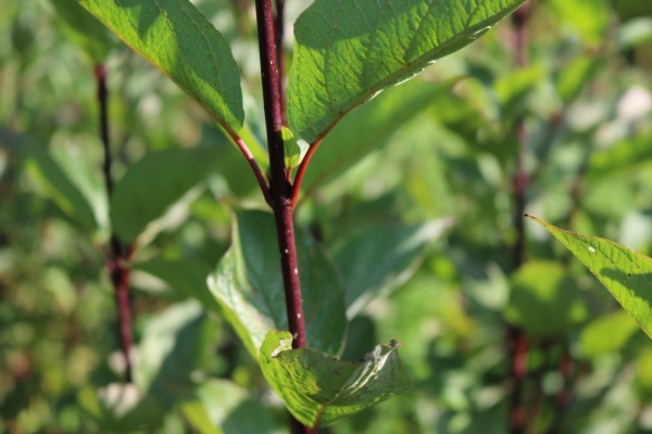 Schwarzer Hartriegel (Cornus alba Kesselringii) Liefergröße: 50-80 cm