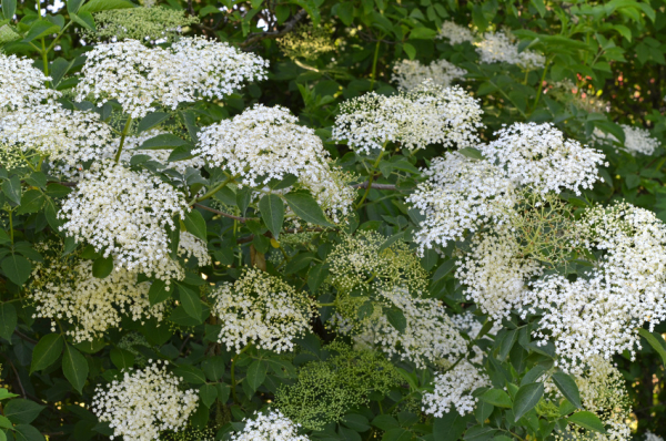 Schwarzer Holunder oder Fliederbeere  (Sambucus nigra) Liefergröße: 50-80 cm