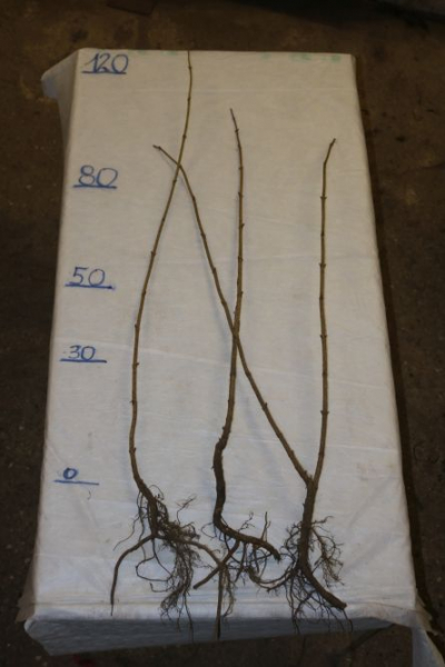 Traubenholunder (Sambucus racemosa) Liefergröße: 80-120 cm