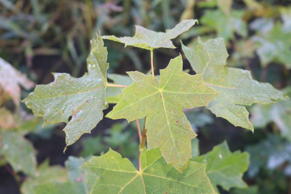 Spitzahorn (Acer platanoides) Liefergröße: 50-80 cm
