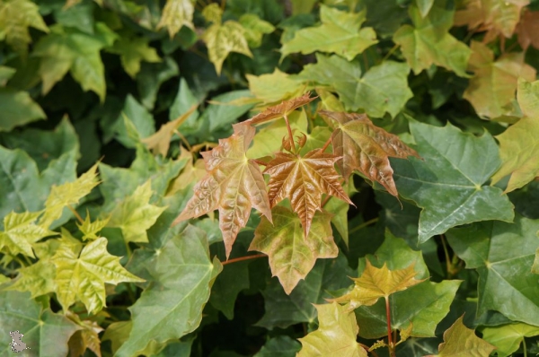 Spitzahorn (Acer platanoides) Liefergröße: 80-120 cm