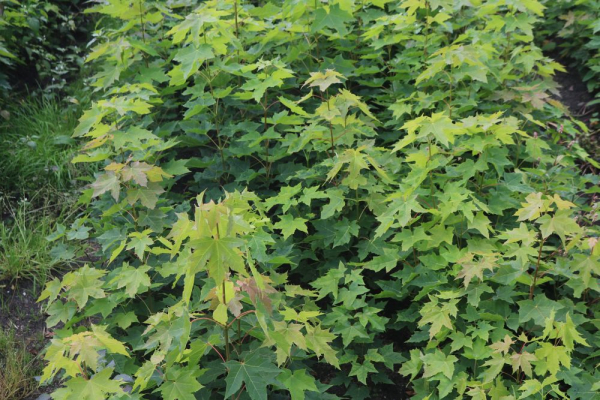 Spitzahorn (Acer platanoides) Liefergröße: 50-80 cm