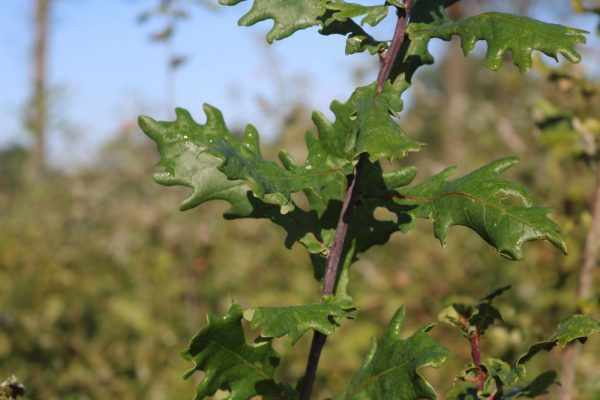 Stieleiche (Quercus robur) Liefergröße: 50-80 cm