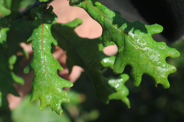 Stieleiche (Quercus robur) Liefergröße: 50-80 cm