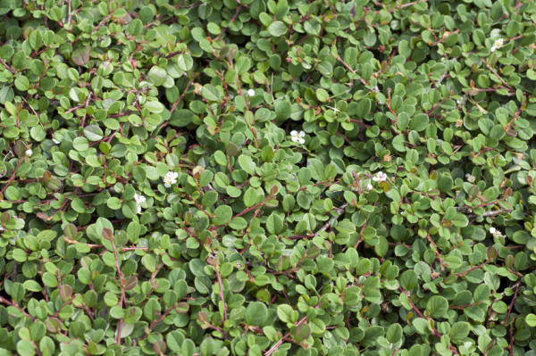 Strauchmispel (Cotoneaster acutifolius) Liefergröße: 30-50 cm