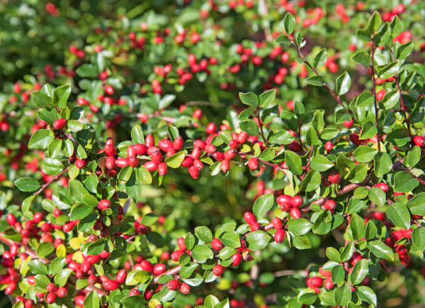 Strauchmispel (Cotoneaster acutifolius) Liefergröße: 30-50 cm