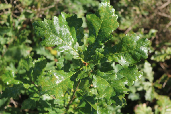 Traubeneiche (Quercus petraea) Liefergröße: 80-120 cm