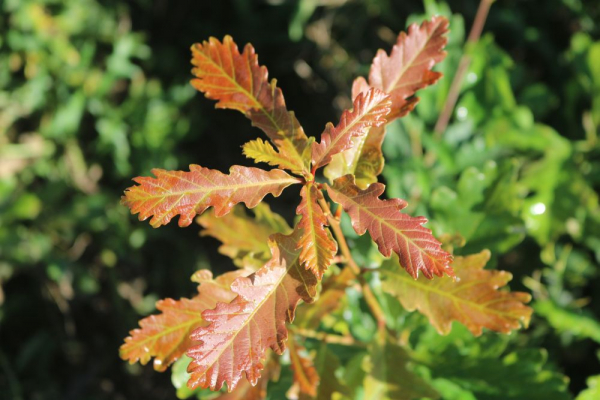 Traubeneiche (Quercus petraea) Liefergröße: 50-80 cm