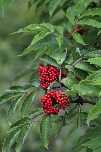 Traubenholunder (Sambucus racemosa) Liefergröße: 50-80 cm