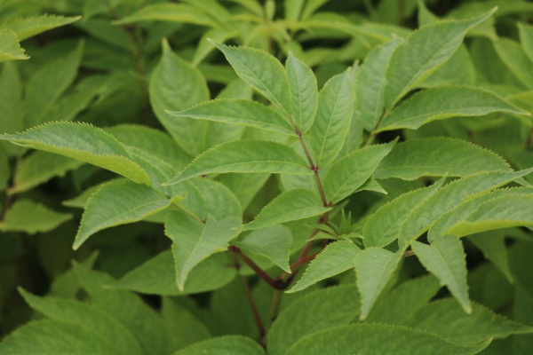 Traubenholunder (Sambucus racemosa) Liefergröße: 50-80 cm