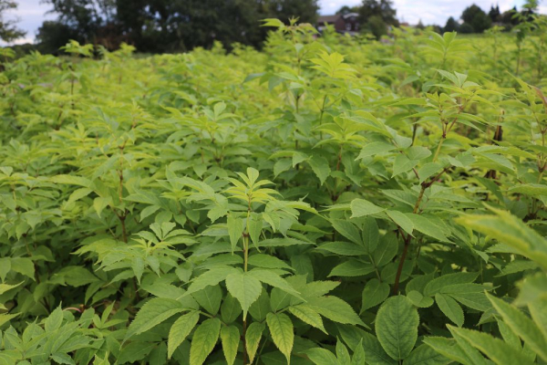 Traubenholunder (Sambucus racemosa) Liefergröße: 50-80 cm