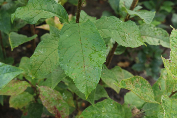 Traubenkirsche (Prunus padus) Liefergröße: 80-120 cm