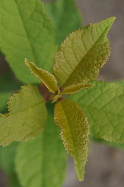 Traubenkirsche (Prunus padus) Liefergröße: 80-120 cm