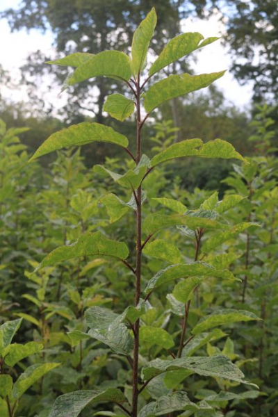 Traubenkirsche (Prunus padus) Liefergröße: 50-80 cm