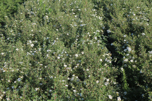 Weißblühender Fingerstrauch (Potentilla fruticosa Abbotswood) Liefergröße: 15-30 cm