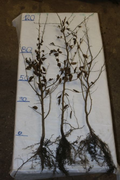 Weiss- oder Hainbuche (Carpinus betulus) Liefergröße: 80 -120cm