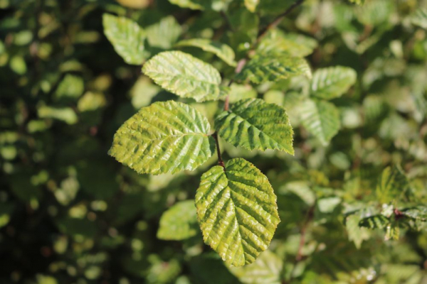 Weiss- oder Hainbuche (Carpinus betulus) Liefergröße: 80 -120cm