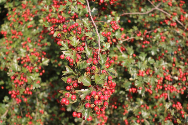 Eingriffeliger Weißdorn (Crataegus monogyna), Lieferform: Container