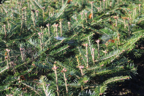 Weißtanne (Abies alba) Liefergröße: 20-40 cm