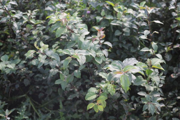 Wildapfel (Malus sylvestris) Liefergröße: 50-80 cm