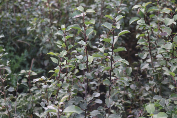 Wildbirne (Pyrus communis) Liefergröße: 80-120 cm