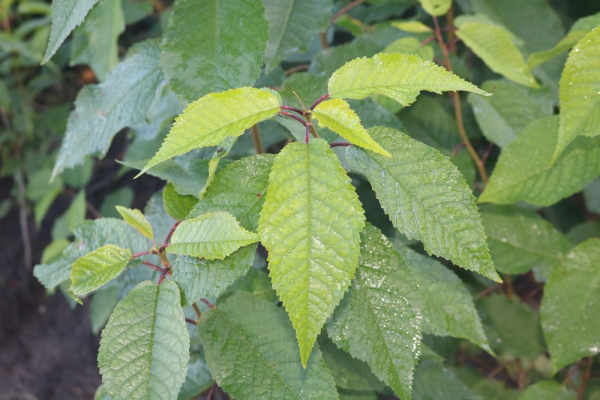 Wildkirsche (Prunus avium) Liefergröße: 80-120 cm