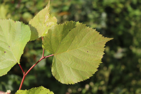 Winterlinde (Tilia cordata) Liefergröße: 80-120 cm