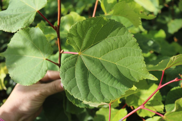 Winterlinde (Tilia cordata) Liefergröße: 80-120 cm