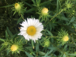 Raublatt-Aster "Herbstschnee" (Aster novae-angliae "Herbstschnee") im Container