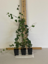 Irischer Efeu,(Hedera helix“Hibernica“) Topf 30-50