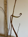 Drachenweide (Salix sachalinensis Sekka) 50-80 im Topf